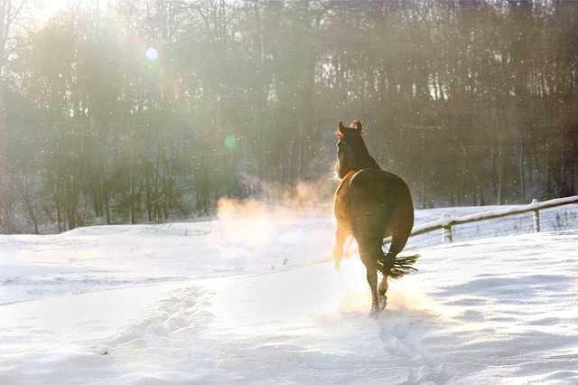 un cheval dans la neige
