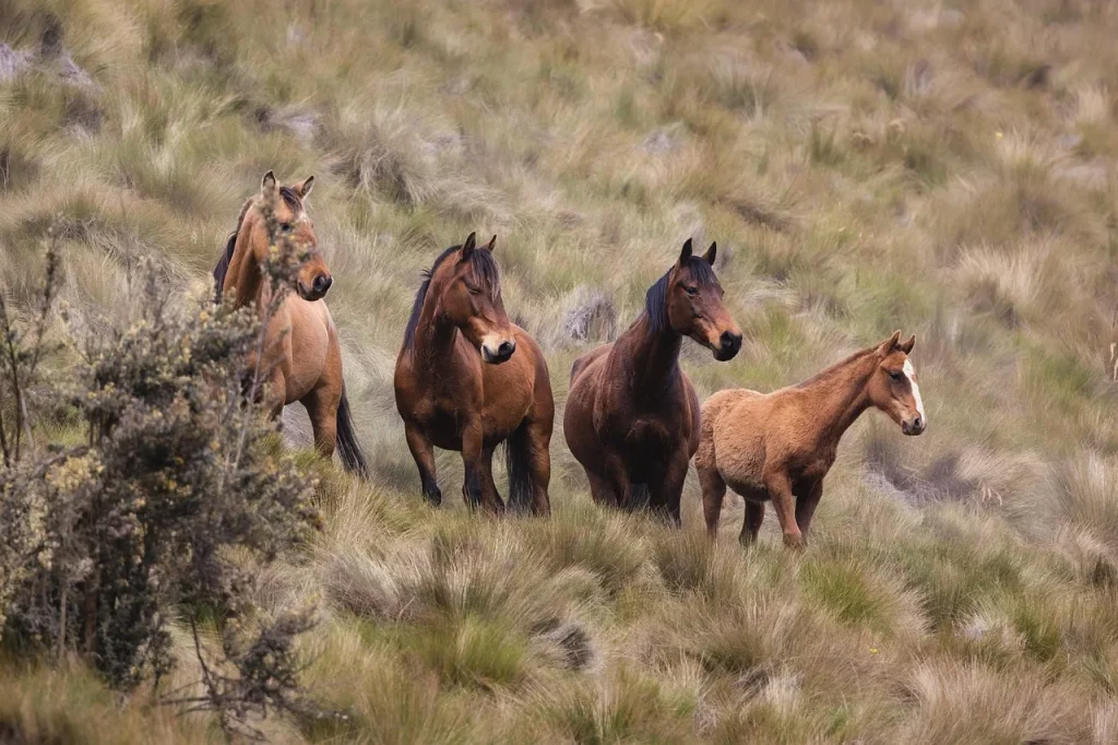 Équitation et bien-être animal : un comparatif des meilleures pratiques
