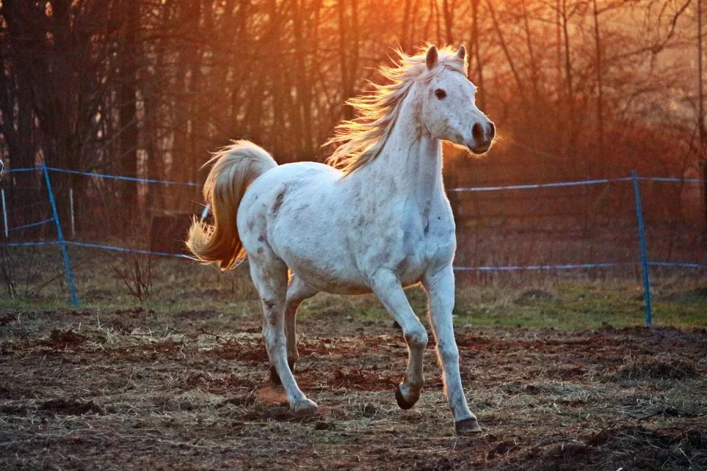Guide étape par étape pour débuter l&rsquo;équitation