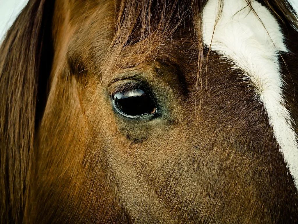 FAQ sur les soins et l’éducation des chevaux