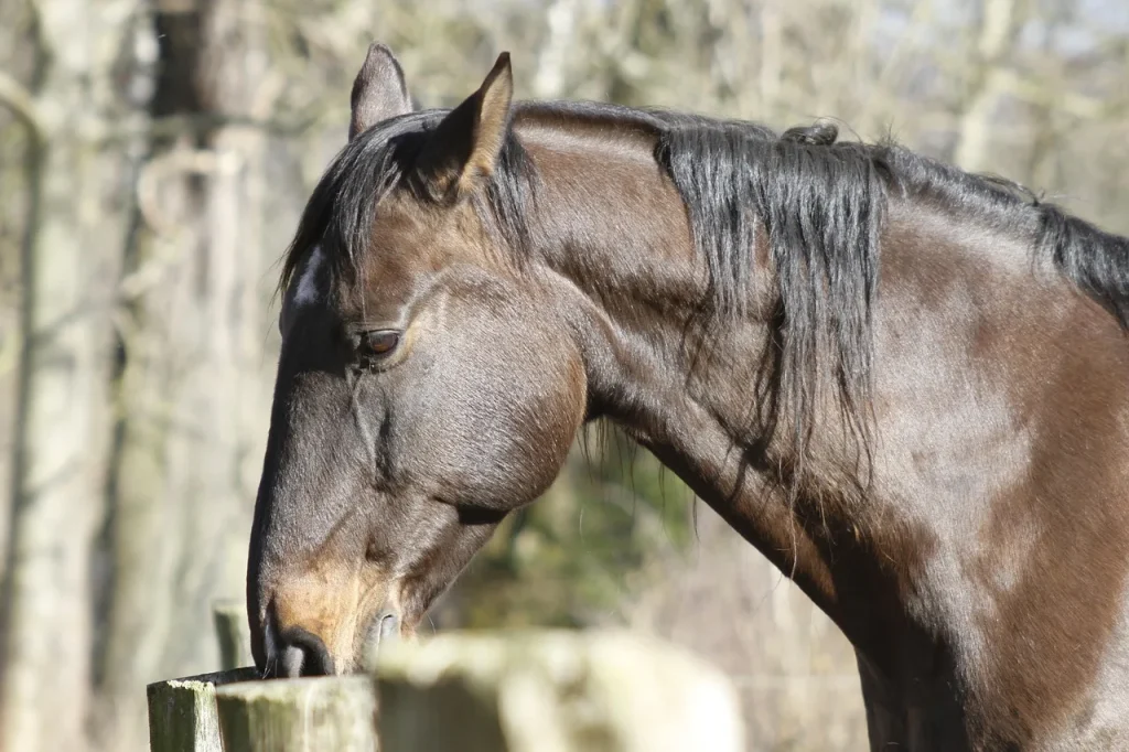 FAQ sur la vie avec les chevaux : tout ce que vous devez savoir