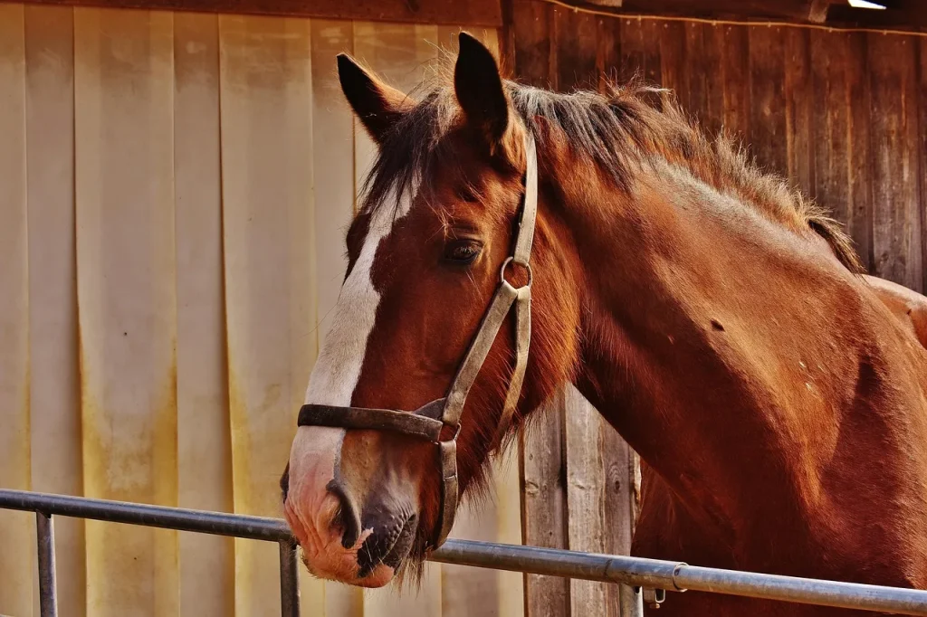 5 étapes pour apprendre à prendre soin de votre cheval