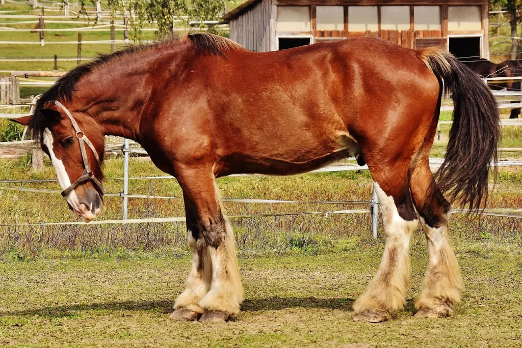 Réponses aux questions fréquentes sur le bien-être du cheval