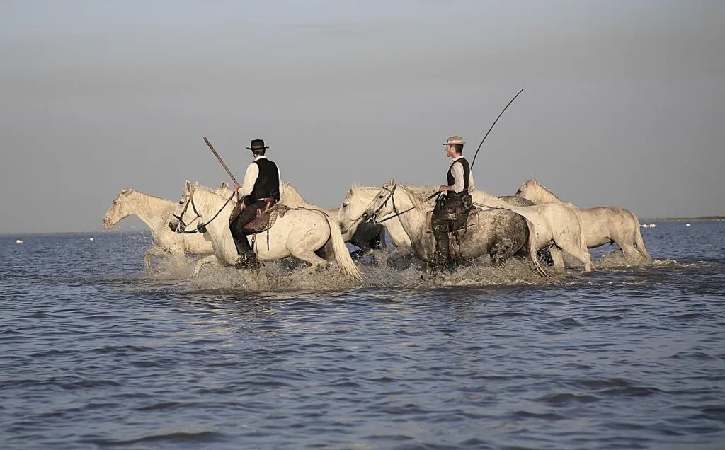 L’équitation éthique : pratiques et bien-être du cheval