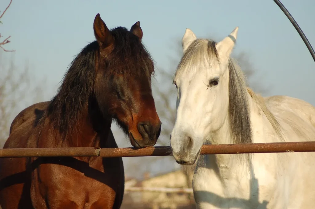 L&rsquo;équitation et ses bienfaits : allier passion et forme physique